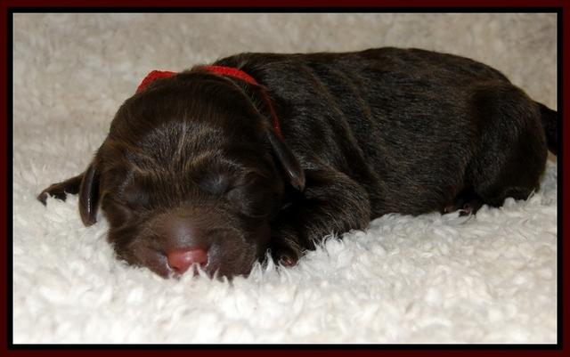 DArgus pups 1 day old 14
