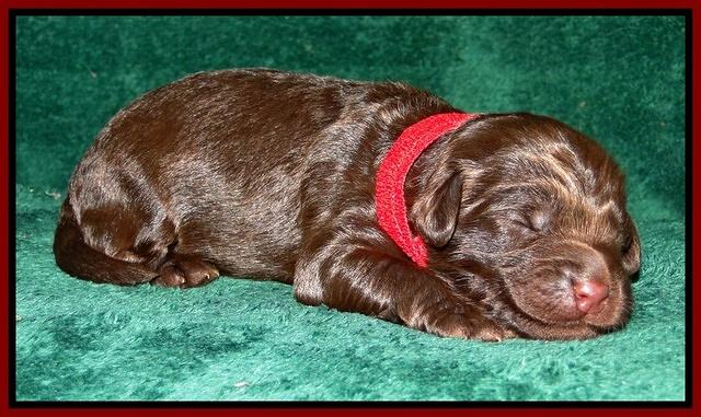 DArgus pups 1 wk old 13
