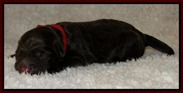 Dargus pups 1 day old 15