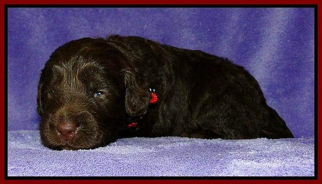 Dargus pups 2 wks old 17