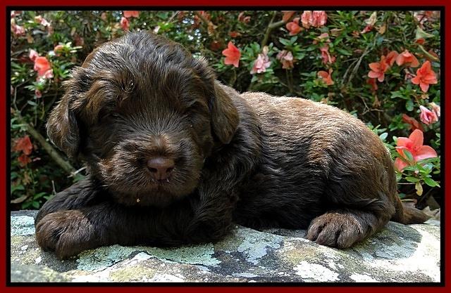 Dargus pups 3 wks old 14