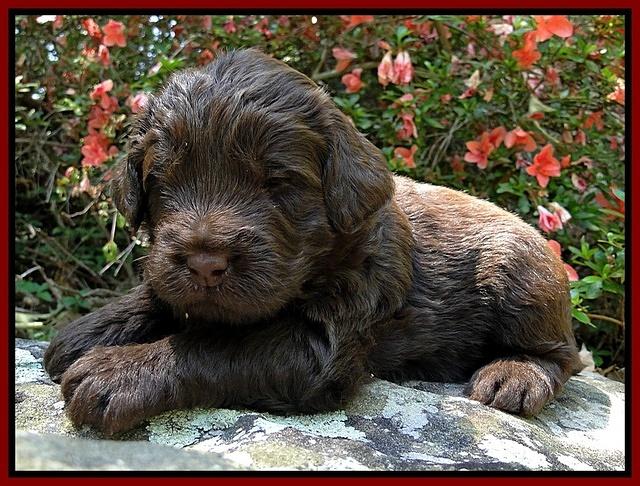 Dargus pups 3 wks old 15