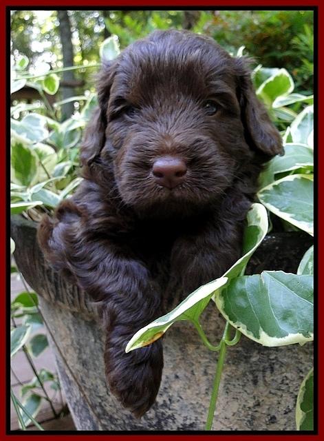 Dargus pups 4 wks old 14