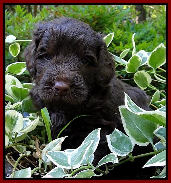Dargus pups 4 wks old 15