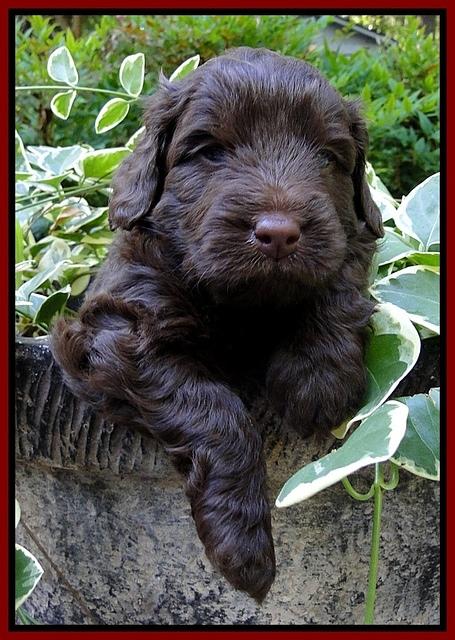 Dargus pups 4 wks old 17