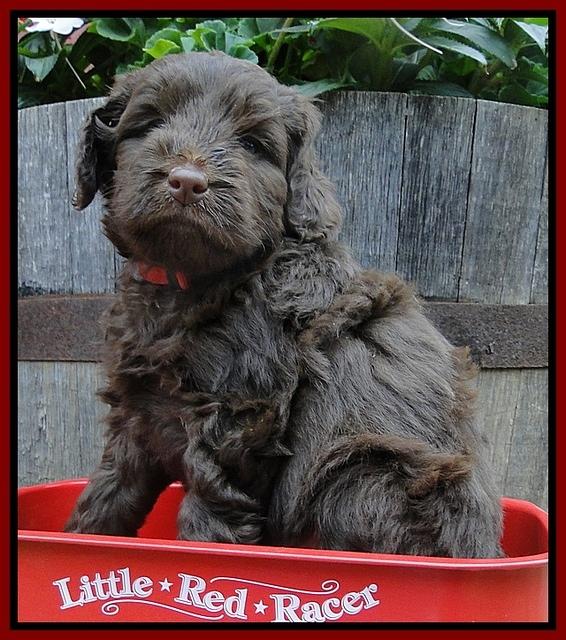 Dargus pups 5 wks old 3