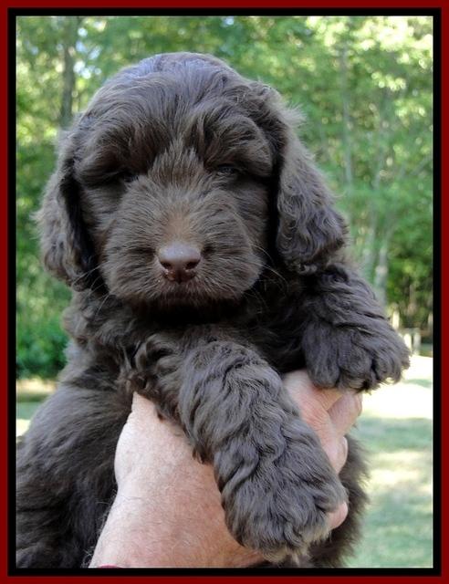 Dargus pups 6 wks old 14