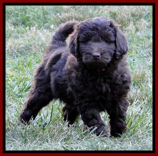 Dargus pups 6.5 wks old 1