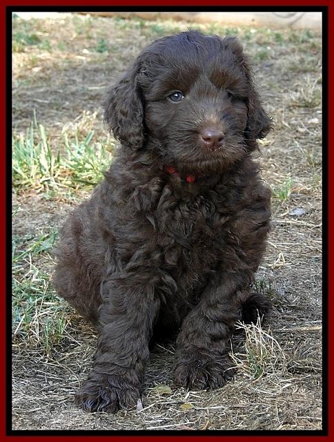 Dargus pups 6.5 wks old 30