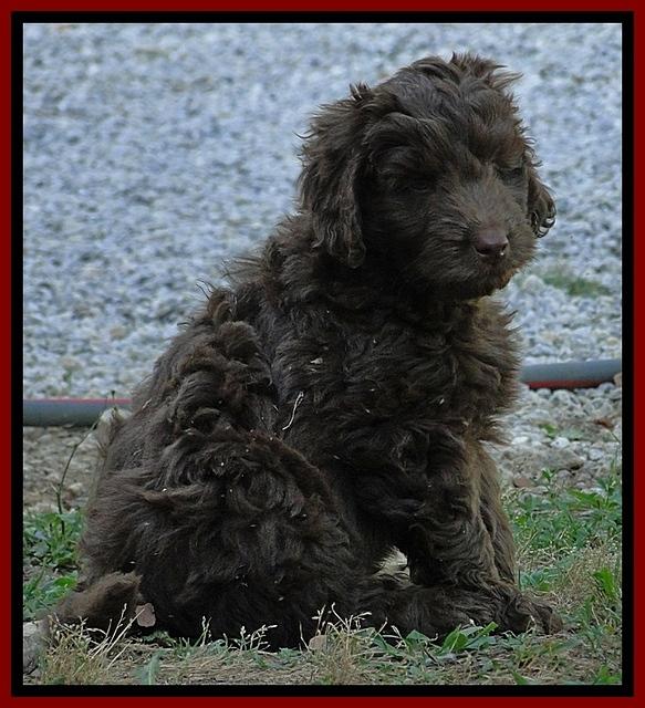 Dargus pups 7 wks old 8