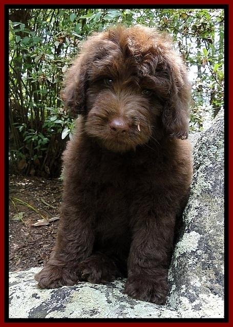 Dargus pups 8 wks old 23