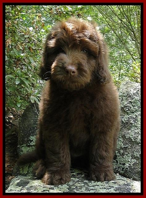 Dargus pups 8 wks old 25