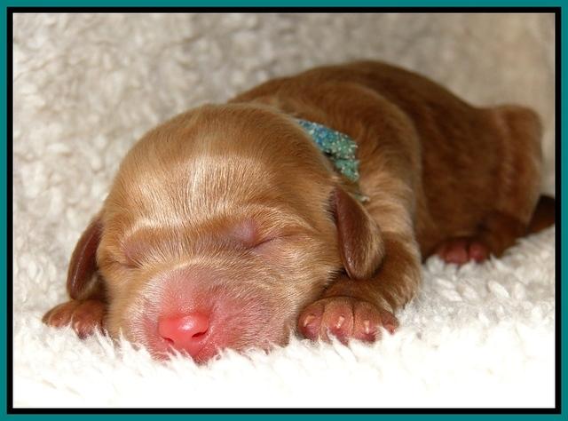 Dargus pups 1 day old 22