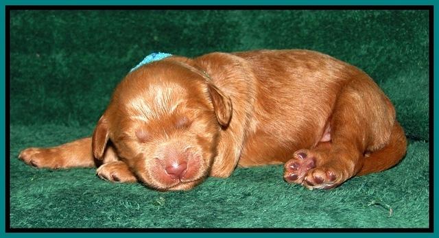 Dargus pups 1 wk old 22