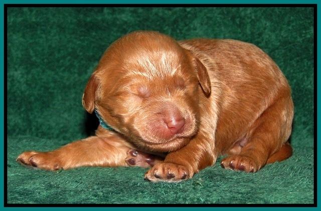 Dargus pups 1 wk old 24