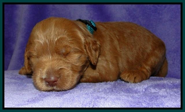 Dargus pups 2 wks old 27