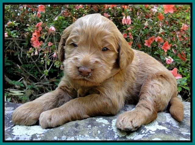 Dargus pups 3 wks old 20