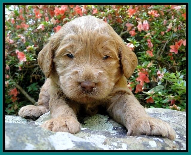 Dargus pups 3 wks old 21