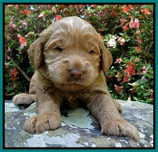 Dargus pups 3 wks old 22