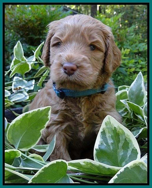 Dargus pups 4 wks old 26