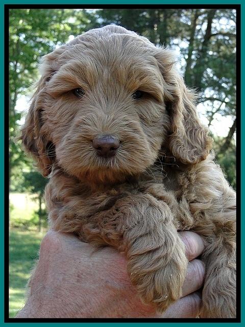 Dargus pups 6 wks old 1