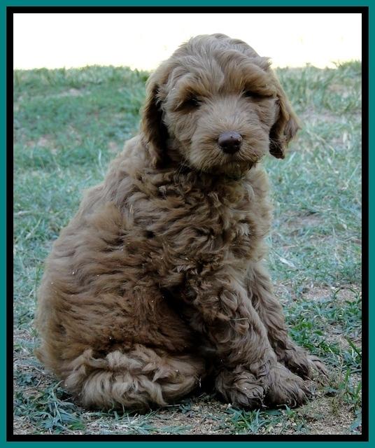 Dargus pups 7 wks old 15