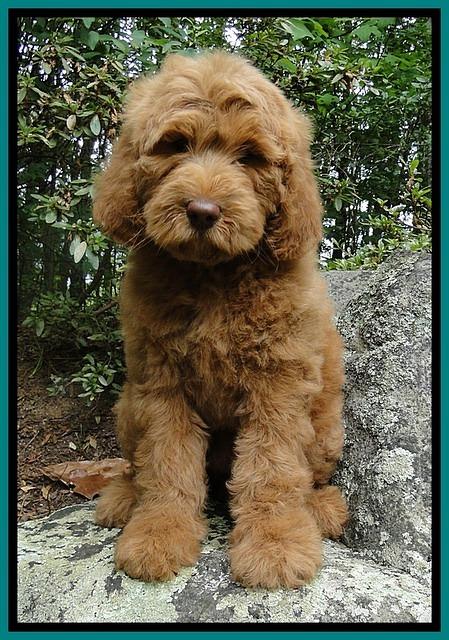 Dargus pups 8 wks old 31 (2)