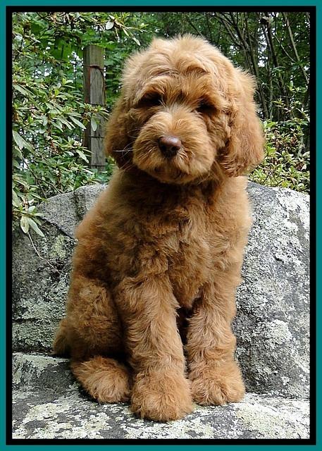 Dargus pups 8wks old 30