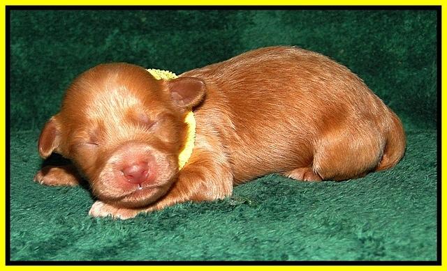 Dargus pups 1 wk old 16