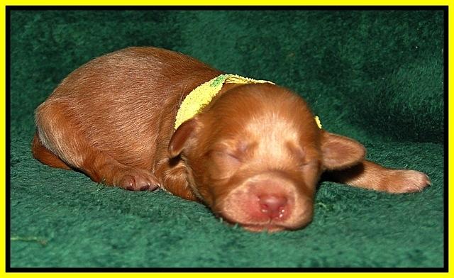 Dargus pups 1 wk old 17