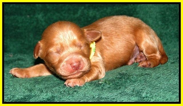 Dargus pups 1 wk old 18