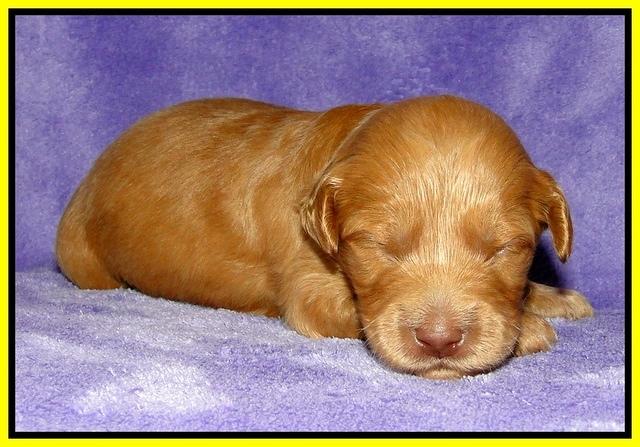 Dargus pups 2 wks old 22