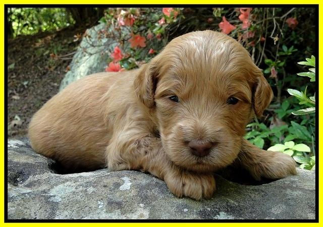 Dargus pups 3 wks old 16