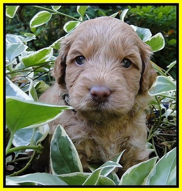 Dargus pups 4 wks old 18