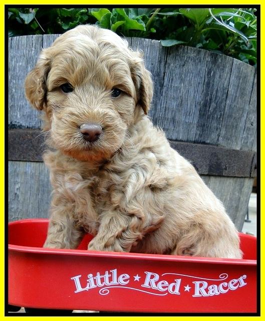 Dargus pups 5 wks old 18