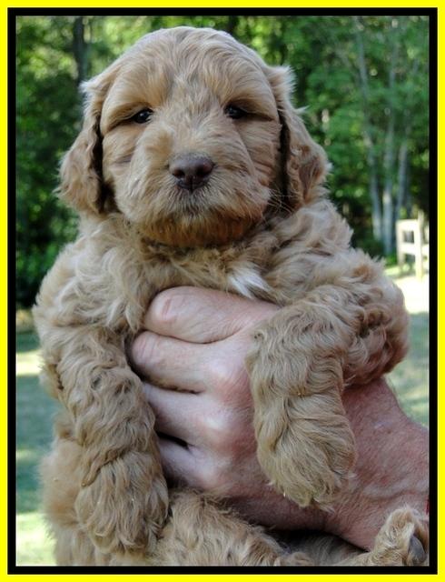 Dargus pups 6 wks old 28