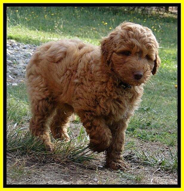 Dargus pups 8 wks old 50