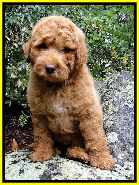 Dargus pups 9 wks old 61