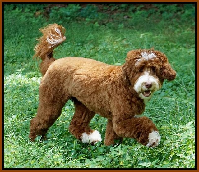 Chick Magnet 11 mos old 191