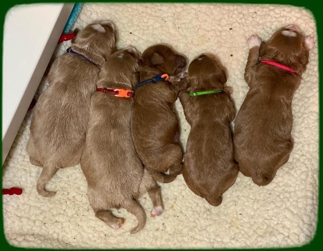 Delta Roka pups 1 wk old 1525