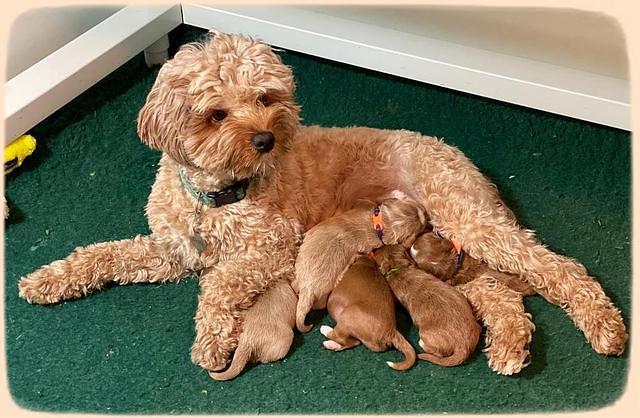 Delta Roka pups 1 wk old 1725