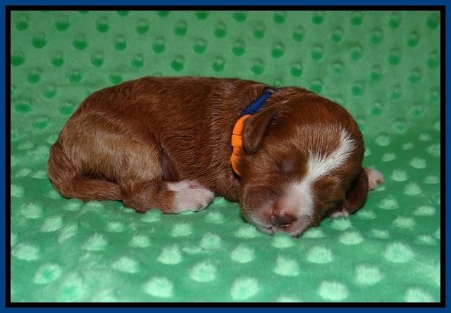 Delta Roka pups 1 wk old 11