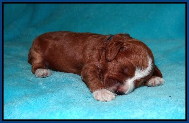 Delta Roka pups 2 wks old 320