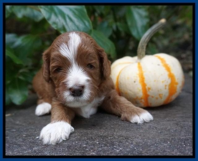 Delta Roka pups 3 wks old 21