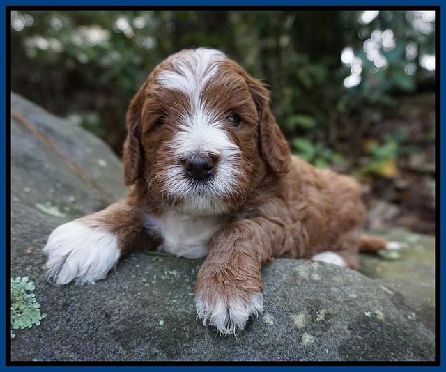 Delta Roka pups 4 wks old 21
