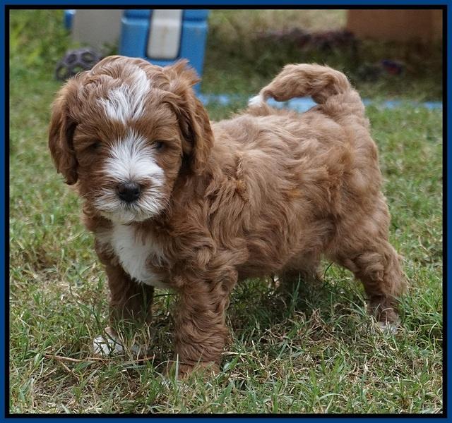 Delta Roka pups 6 wks old 11