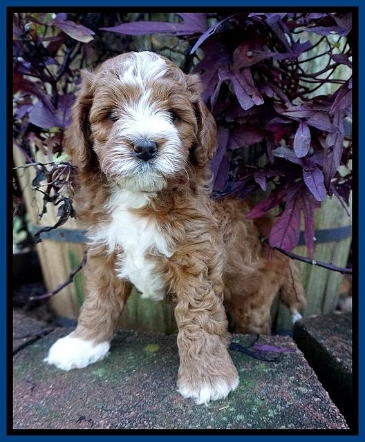 Delta Roka pups 6 wks old 21