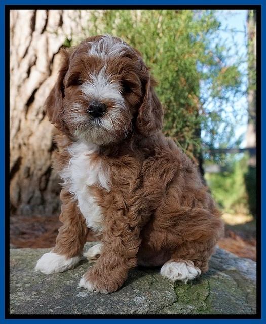 Delta Roka pups 6 wks old 31