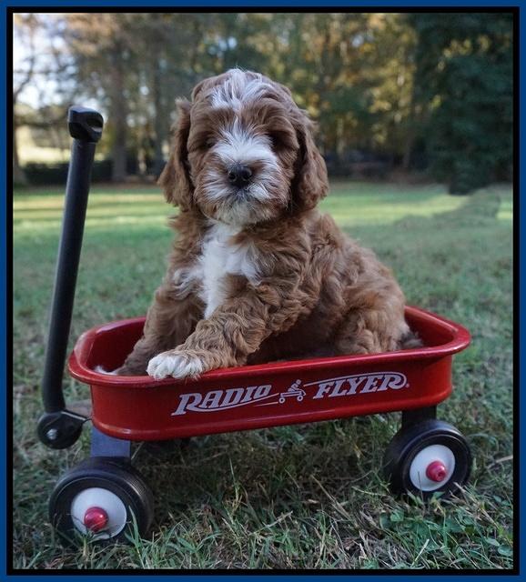 Delta Roka pups 6 wks old 41