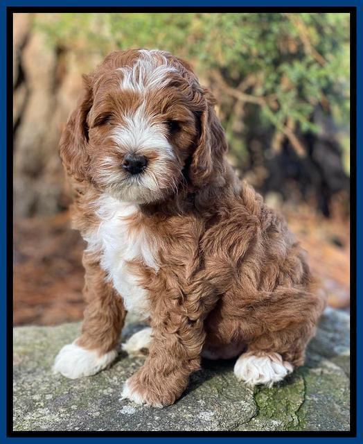 Delta Roka pups 6 wks old 51